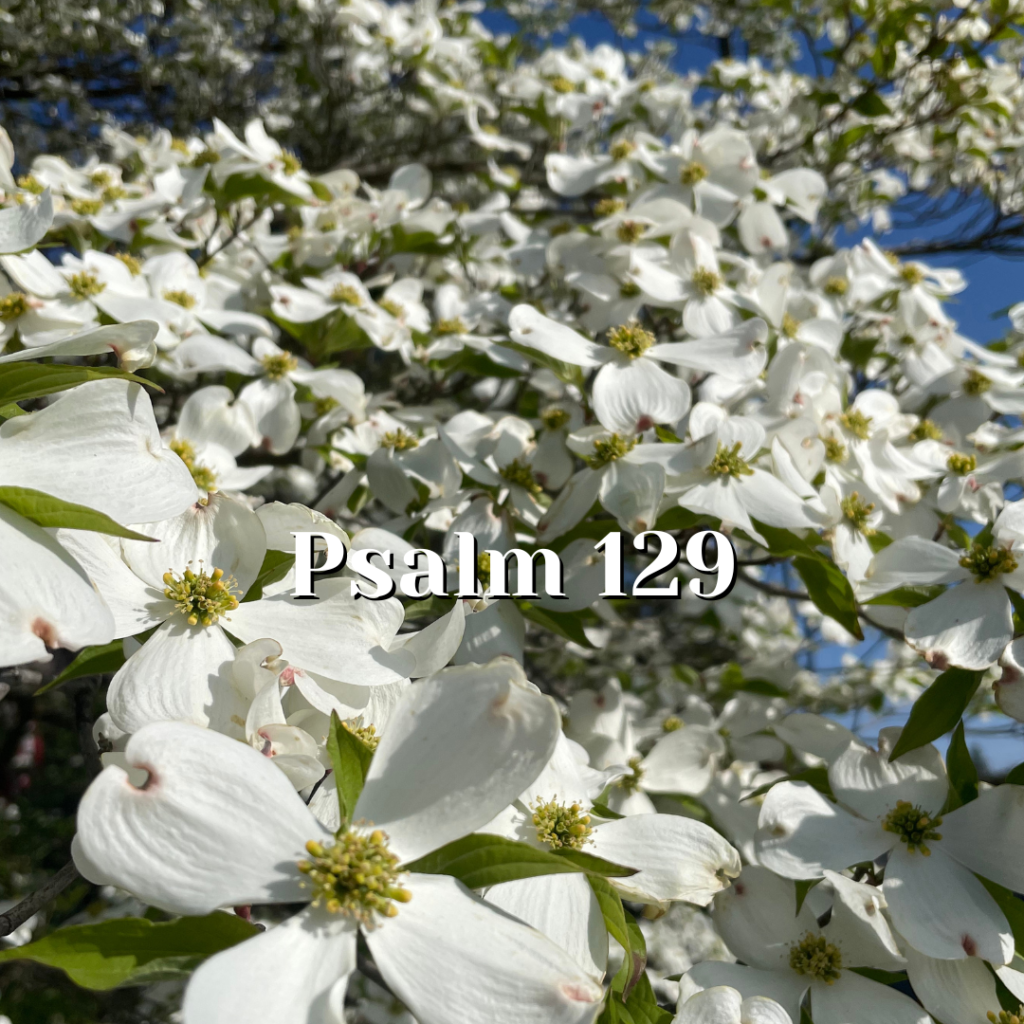 Psalm 129 liberated from oppression reading the psalms psalms for
