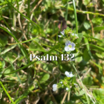 Psalm-132-—-Living-in-Gods-Promises-—-Reading-the.png