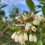 Psalm-136-—-The-Stuff-of-Wonder-—-Reading-the.png