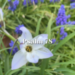 Psalm-78-—-Praying-About-Our-Own-Sin-—-Reading.png