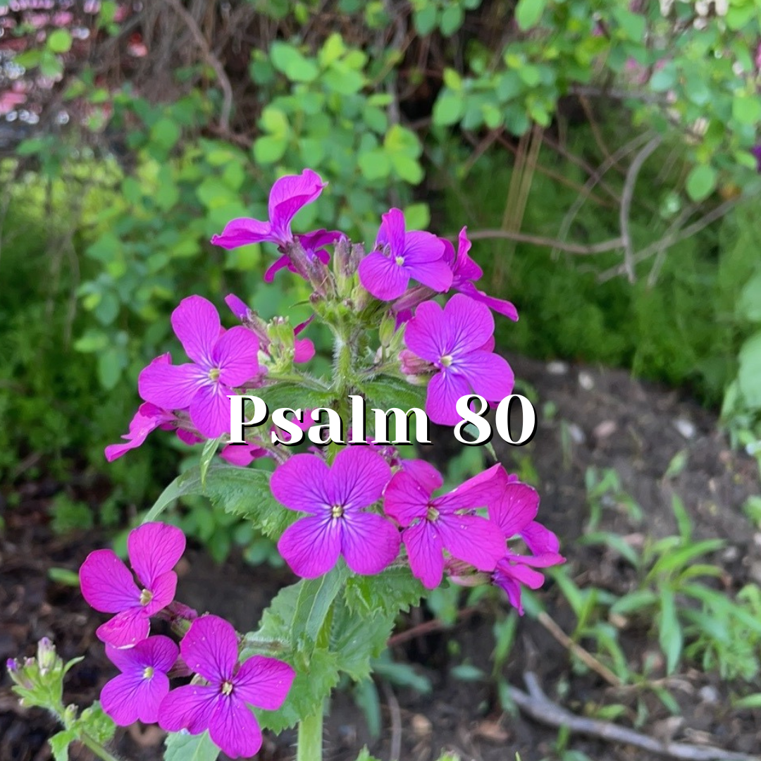 Psalm 80 — Bold and Humble Prayer — Reading the Psalms - Psalms for Kids©